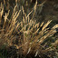 Grass on which football is played; muraw po angielsku