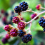 Blackberries po angielsku