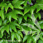 Parthenocissus tricuspidata po polsku