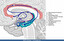 Papez Circuit - structure po angielsku