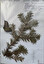 abies alba po polsku