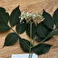 pizmakowate - axodiaceae po polsku