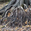 root po angielsku