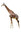 wild animals longman