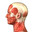 Human
