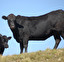 Bull po angielsku