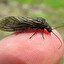 MEGALOPTERA po polsku