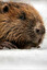 beaver po angielsku
