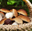 fungus po angielsku