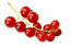 red currant po angielsku