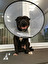 Hund po niemiecku