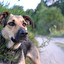hund po niemiecku