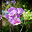 orchidea po rosyjsku