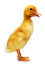 duckling po angielsku