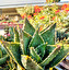 Aloes po niemiecku
