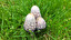 Shaggy ink cap ?