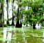 swamp po angielsku