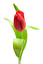 tulipan po angielsku