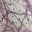 Histologia