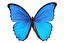 patrz leci motyl po niemiecku
