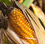 corn&#039;s