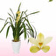 cymbidium po polsku