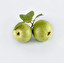 guava po angielsku