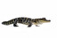 aligator po angielsku
