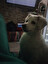 Dog po angielsku