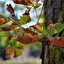 deciduous po polsku