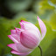 lotus po niemiecku