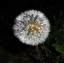 dandelion po angielsku