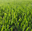 grass po angielsku