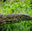 waran z komodo po angielsku