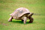 slowness of movements po angielsku