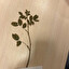 Róża dzika (Rosa canina) po polsku