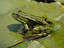 What animal is this? po angielsku