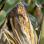 it's corn po angielsku