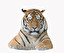 tiger po angielsku
