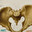 OSTEOLOGIA