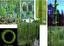 Equisetum fluviatile po angielsku