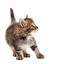 cat po angielsku