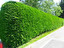 hedge po angielsku