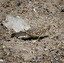a locust po angielsku