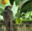 starling po angielsku