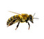 蜜蜂 po chińsku
