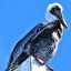 Pelican po angielsku