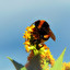 bumblebee po angielsku