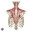 anatomia miesniee
