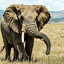 elefante po hiszpańsku